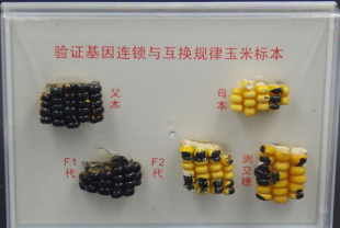驗(yàn)證基因連鎖與互換(huàn)規(guī)律玉米標(biāo)本