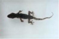 爬行類(lèi)動(dòng)物浸制標(biāo)本